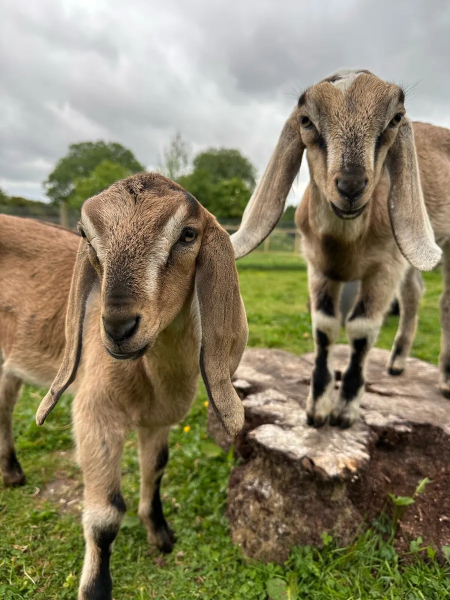 2 Anglo-Nubian goat kids for sale - Image 1