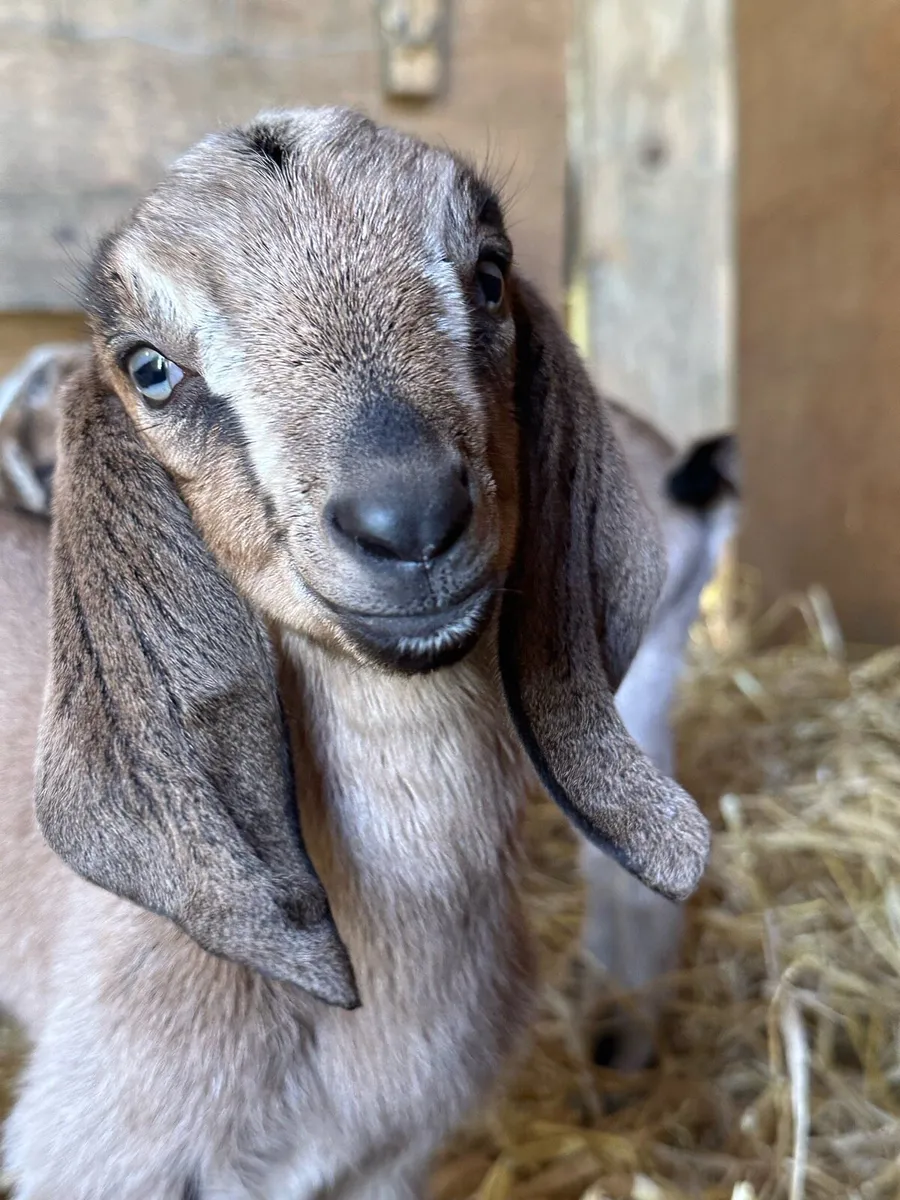 2 Anglo-Nubian goat kids for sale - Image 2