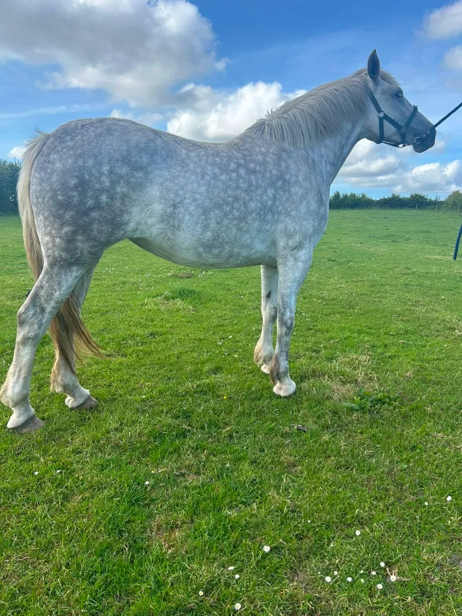Filly - Image 1