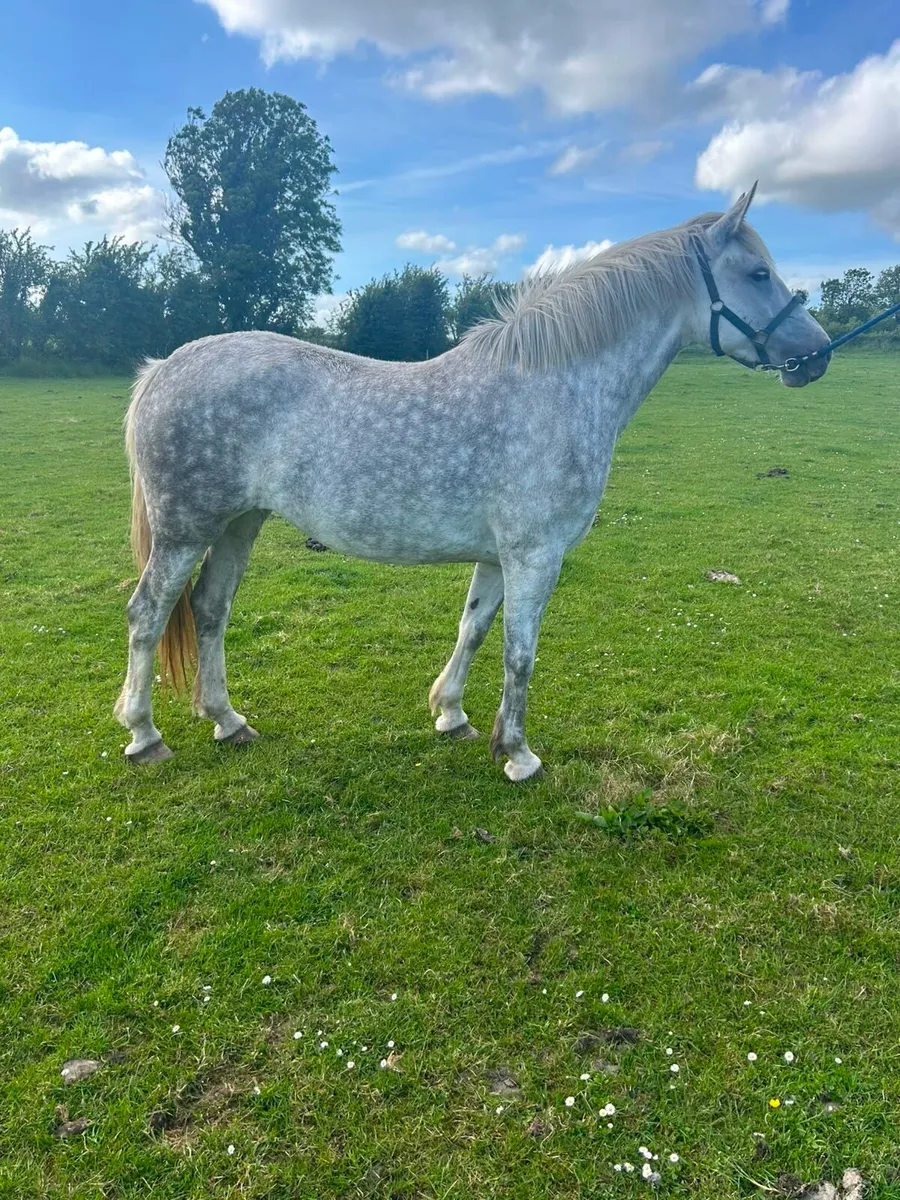 Filly - Image 2