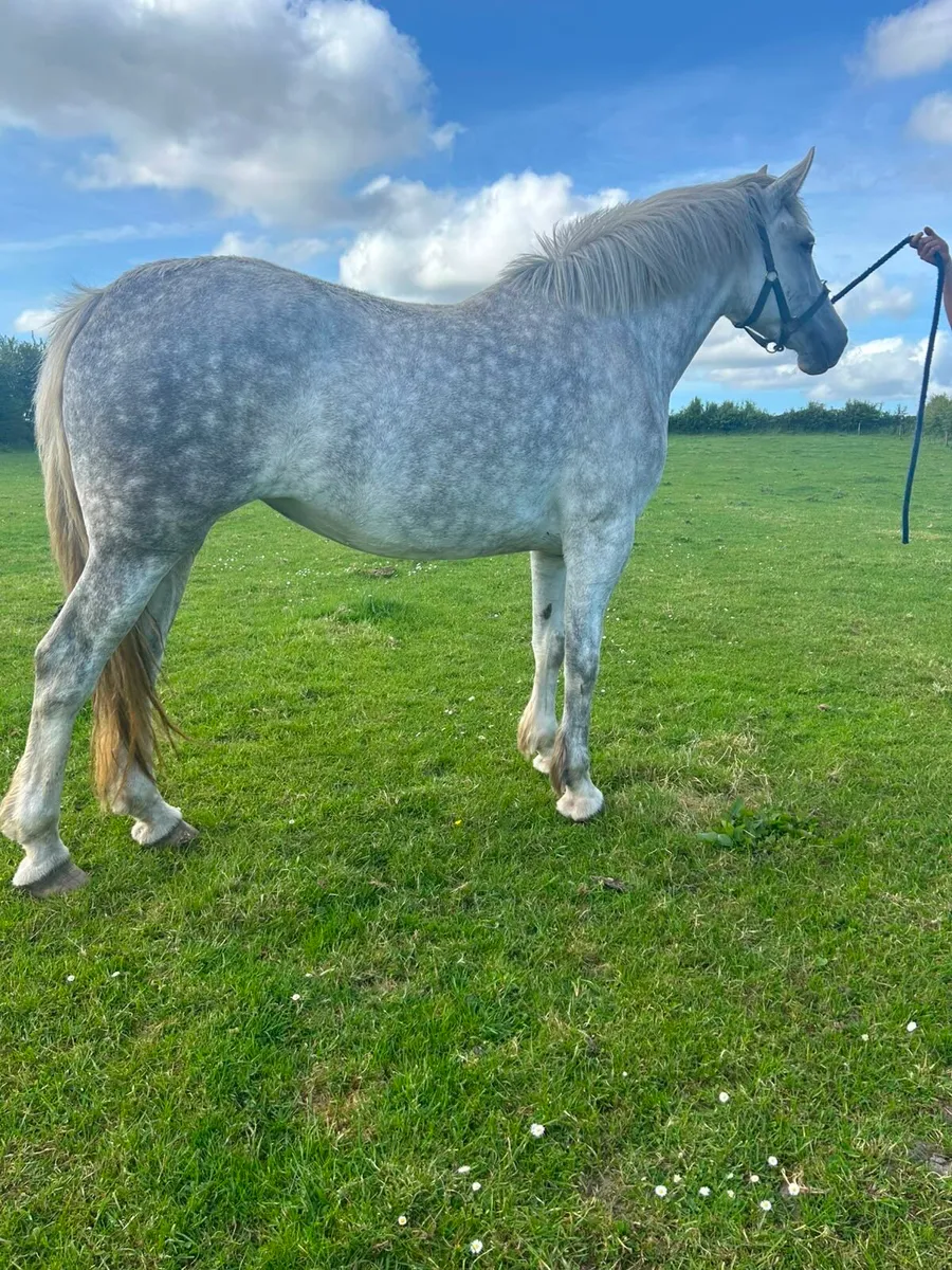 Filly - Image 3