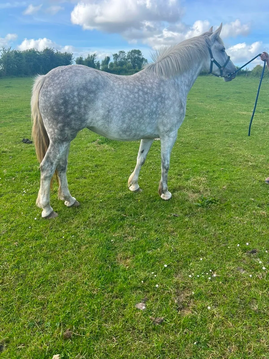 Filly - Image 4
