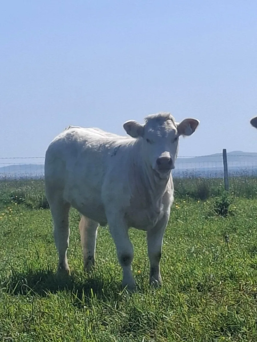 Pedigree Charolais Heifer - Image 1