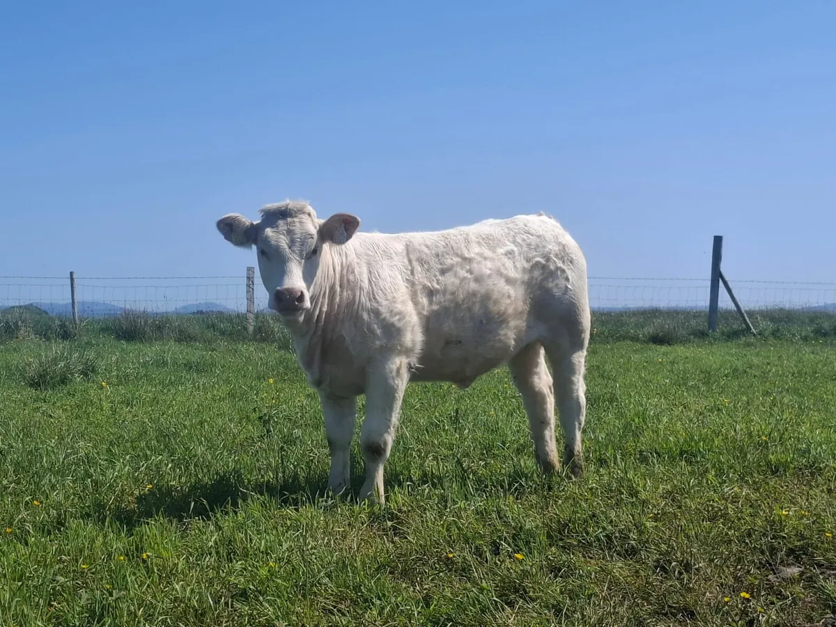 Pedigree Charolais Heifer - Image 2