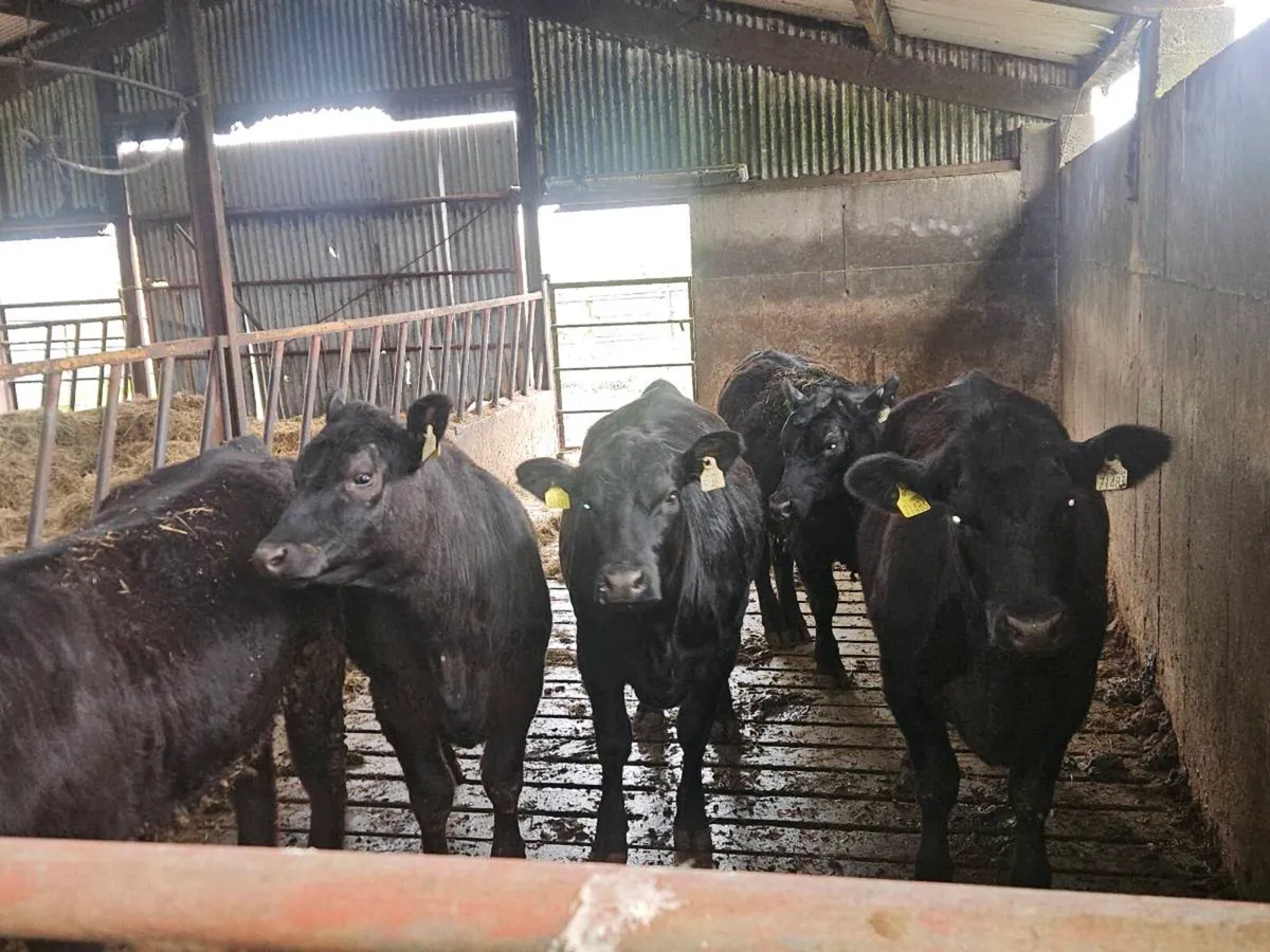 Pbr Angus heifers - Image 2