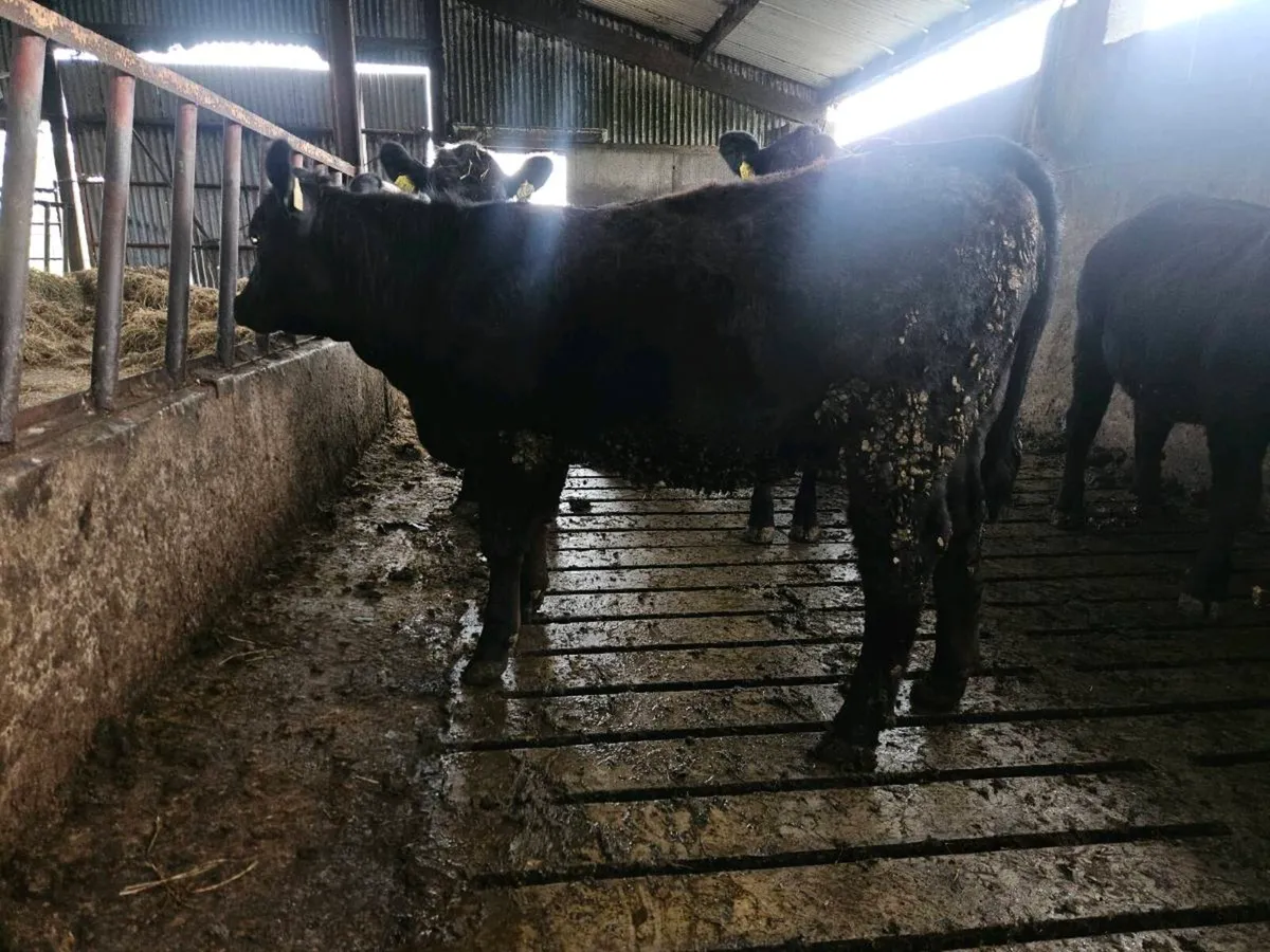 Pbr Angus heifers - Image 4