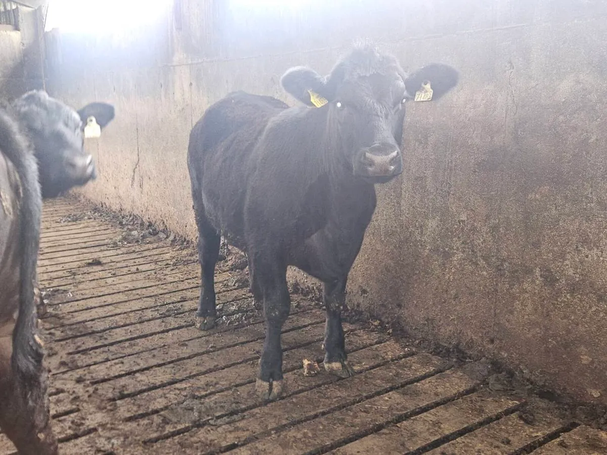 Pbr Angus heifers - Image 3