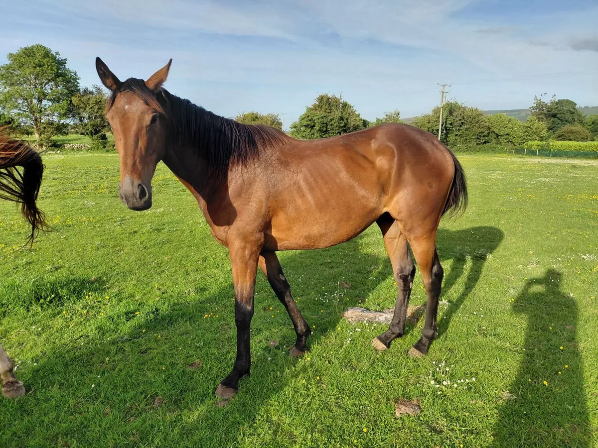 Quality 3 year old filly x Idaho - Image 2