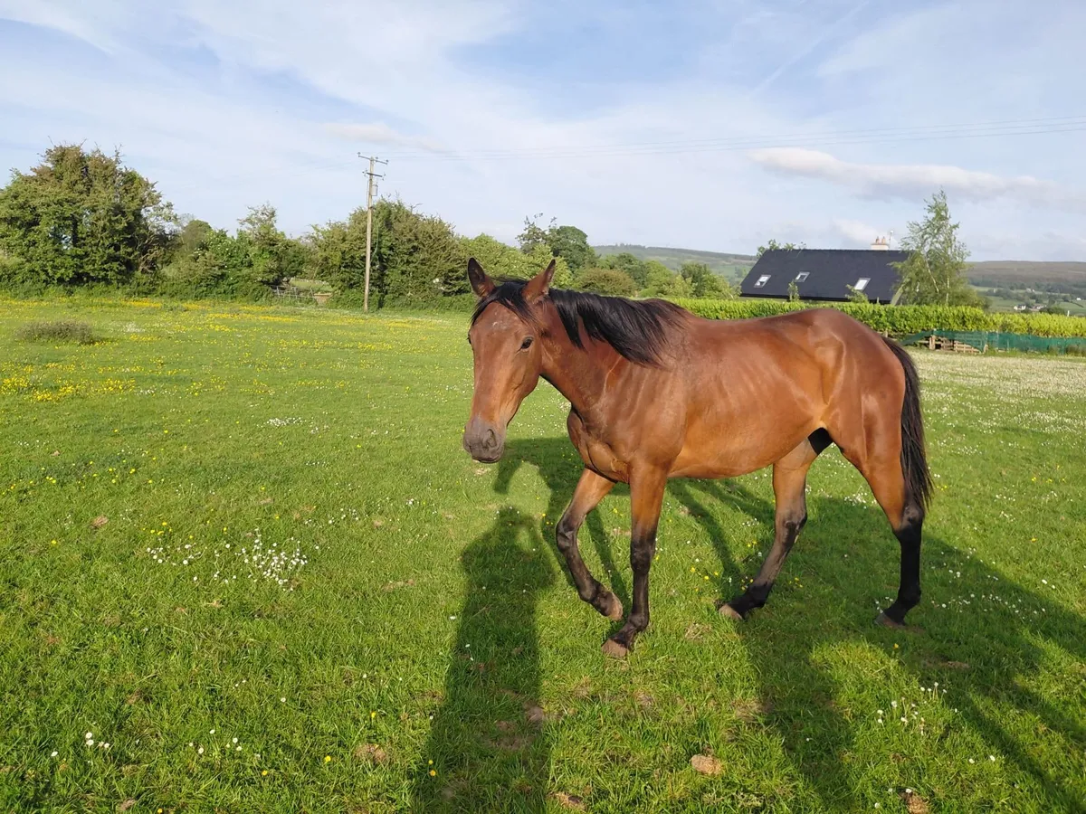 Quality 3 year old filly x Idaho - Image 1