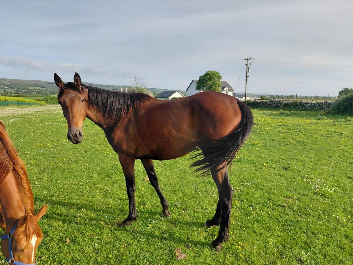 Quality 3 year old filly x Idaho - Image 3