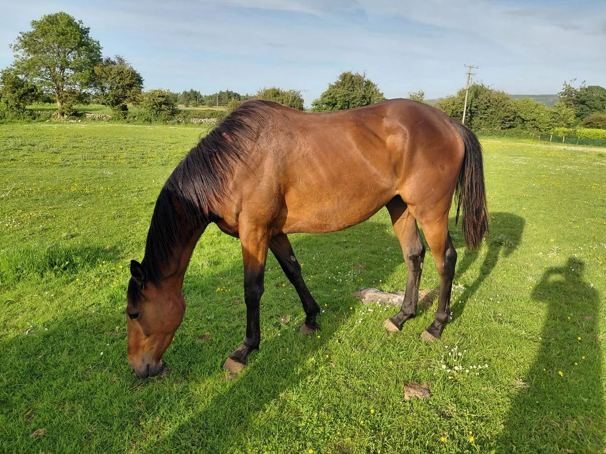 Quality 3 year old filly x Idaho - Image 4