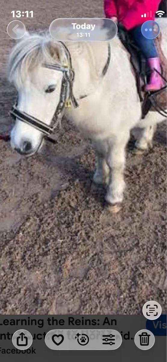 Wanted old quite 1st pony