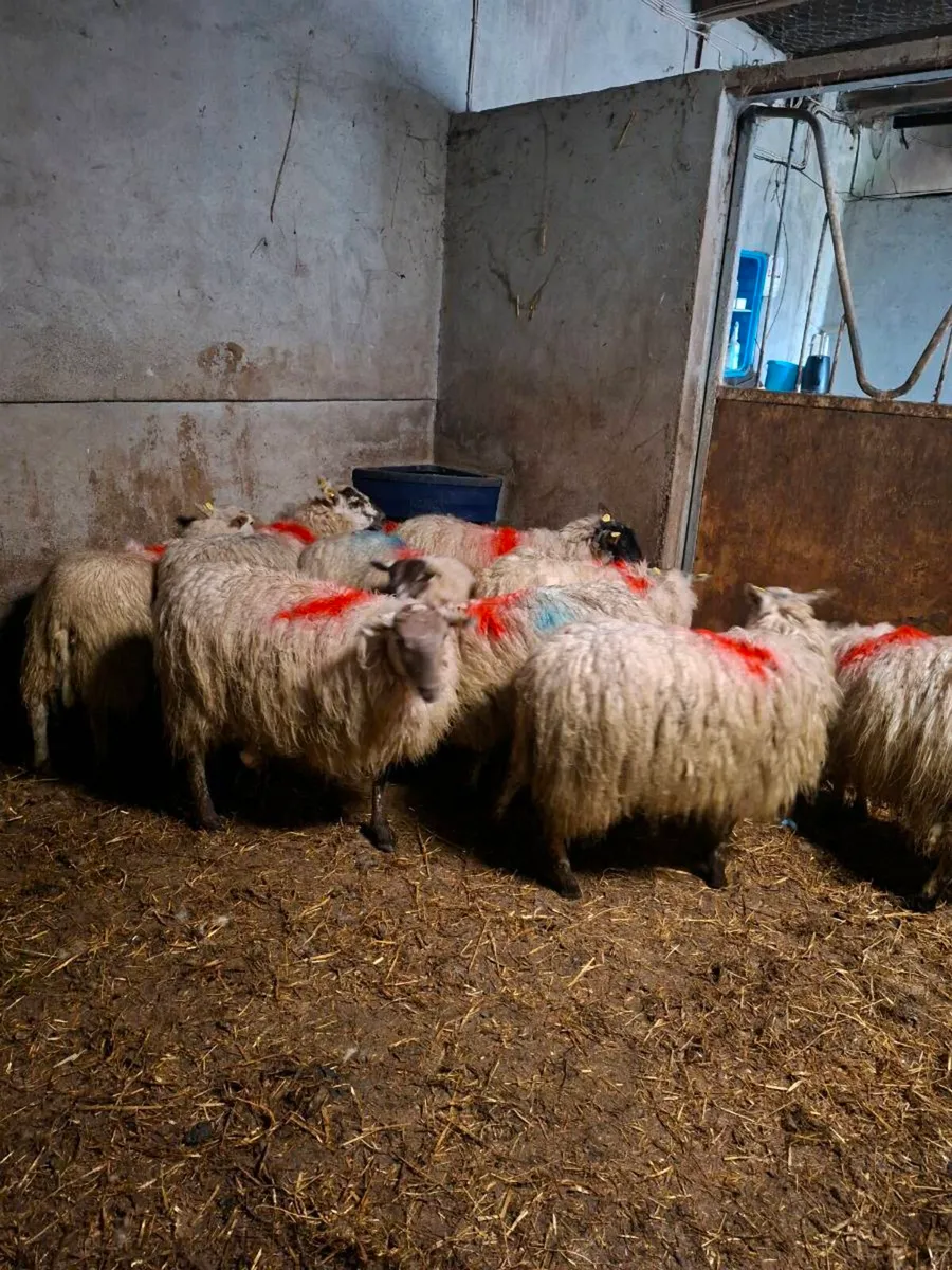 Hiltex ewe hoggets - Image 2