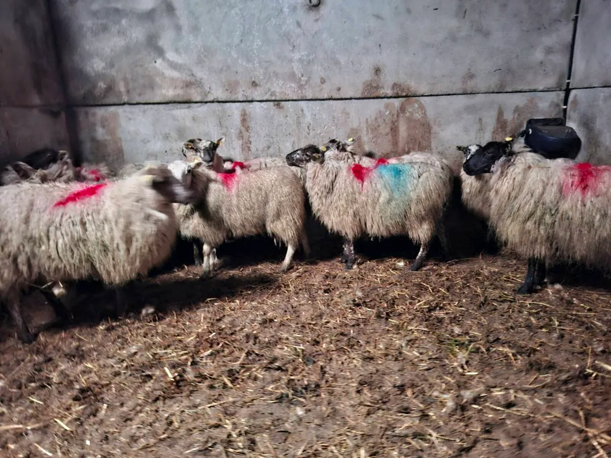 Hiltex ewe hoggets - Image 1