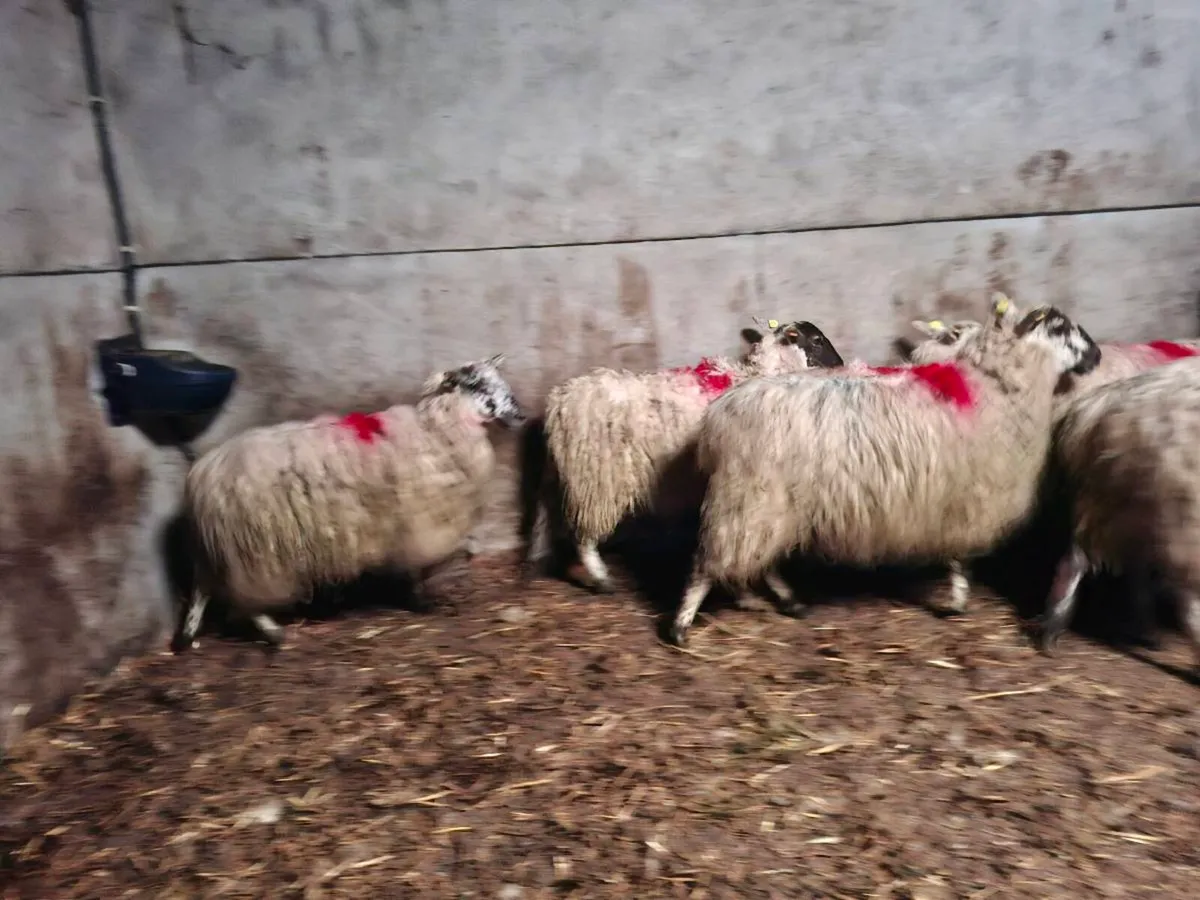 Hiltex ewe hoggets - Image 4