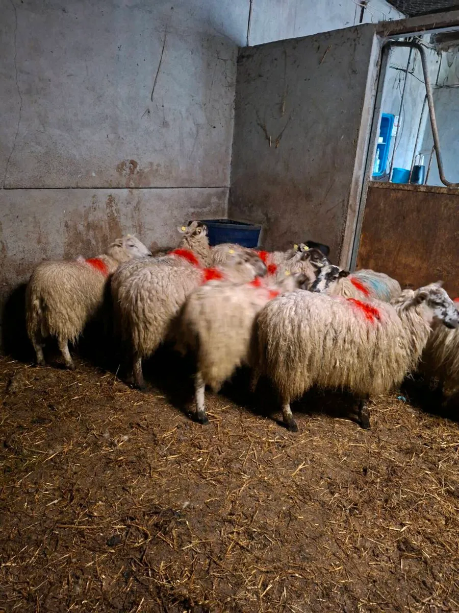 Hiltex ewe hoggets - Image 3