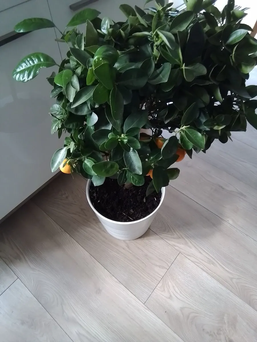 3 ft orange plant in ceramic pot - Image 1