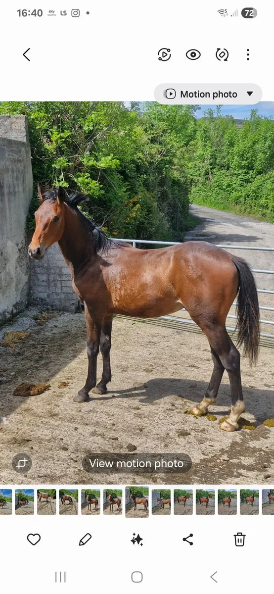 1year old jorado colt - Image 1