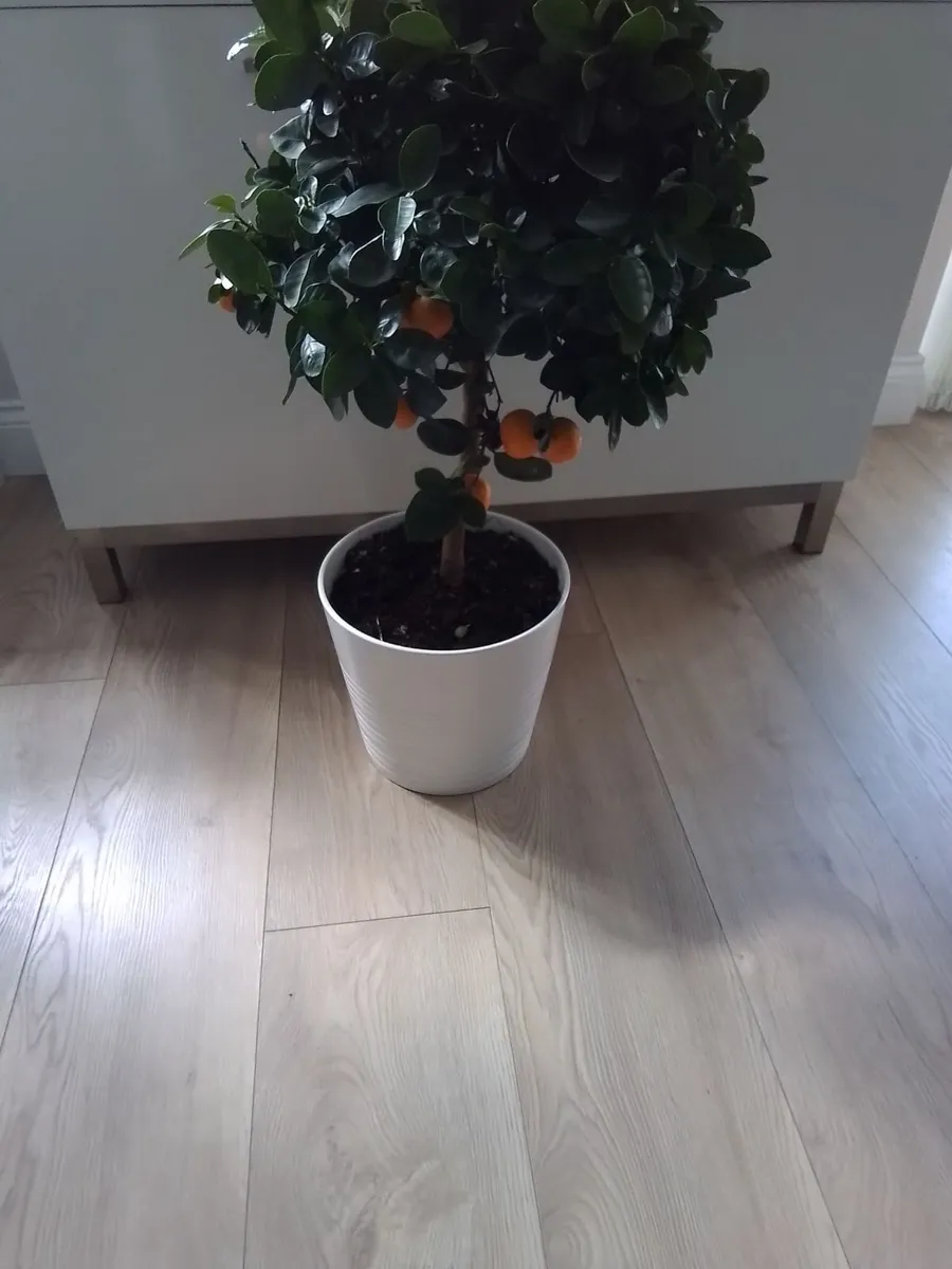 3 ft orange plant in ceramic pot - Image 2