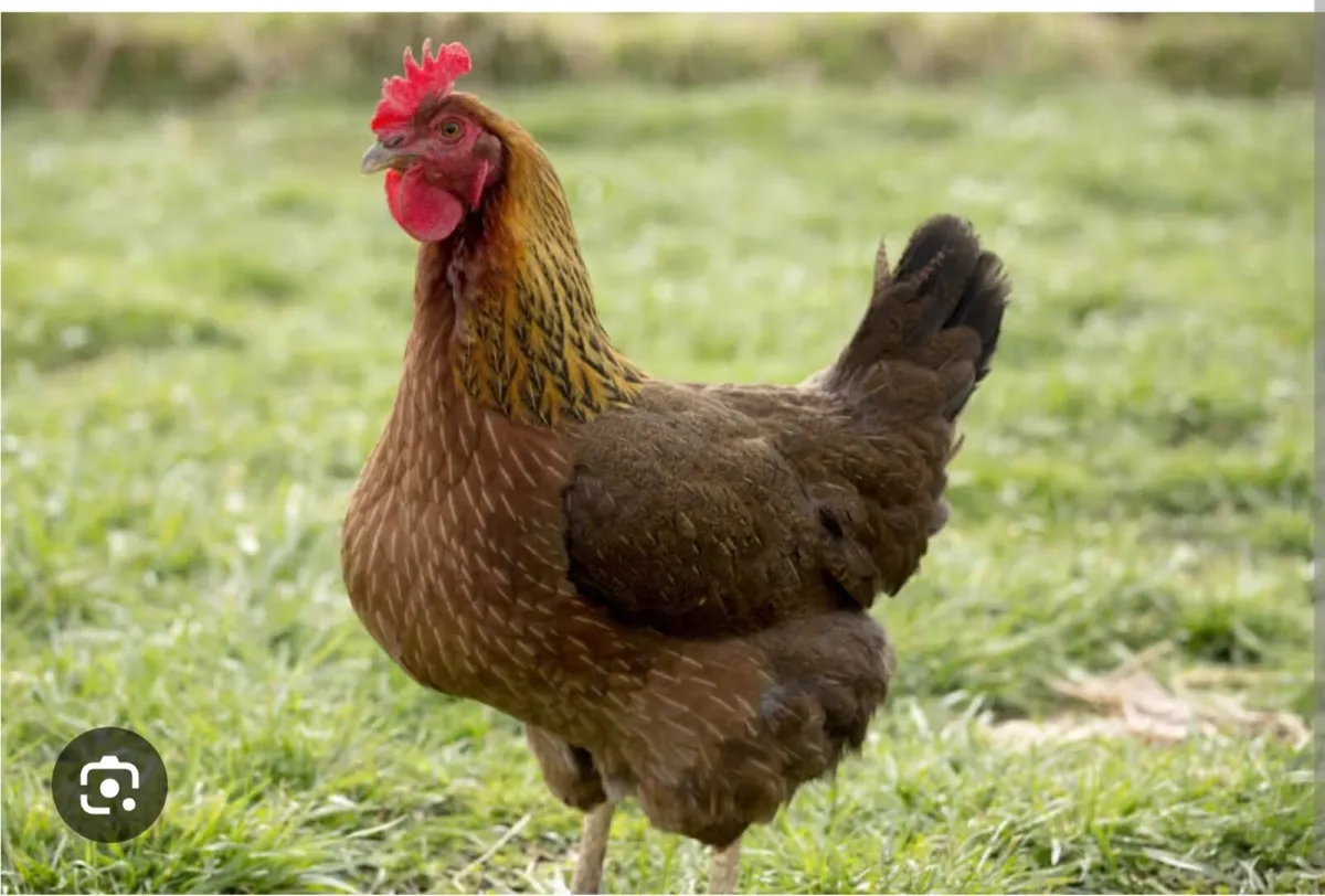 Welsummer Hens - Image 1