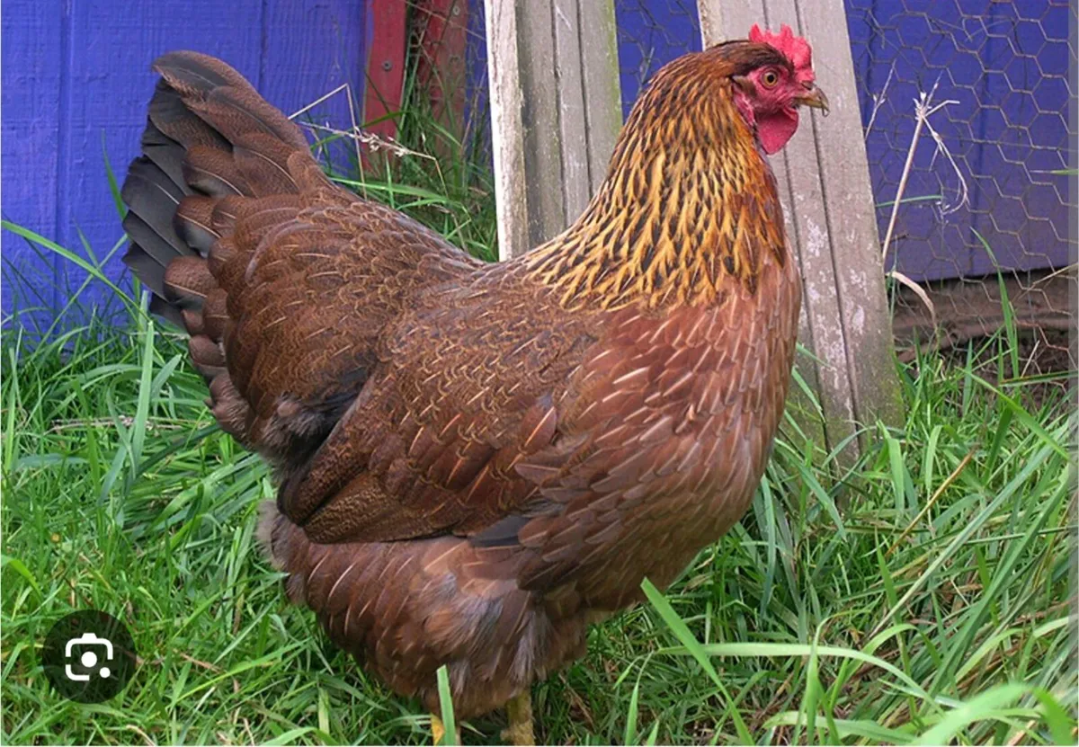 Welsummer Hens - Image 2