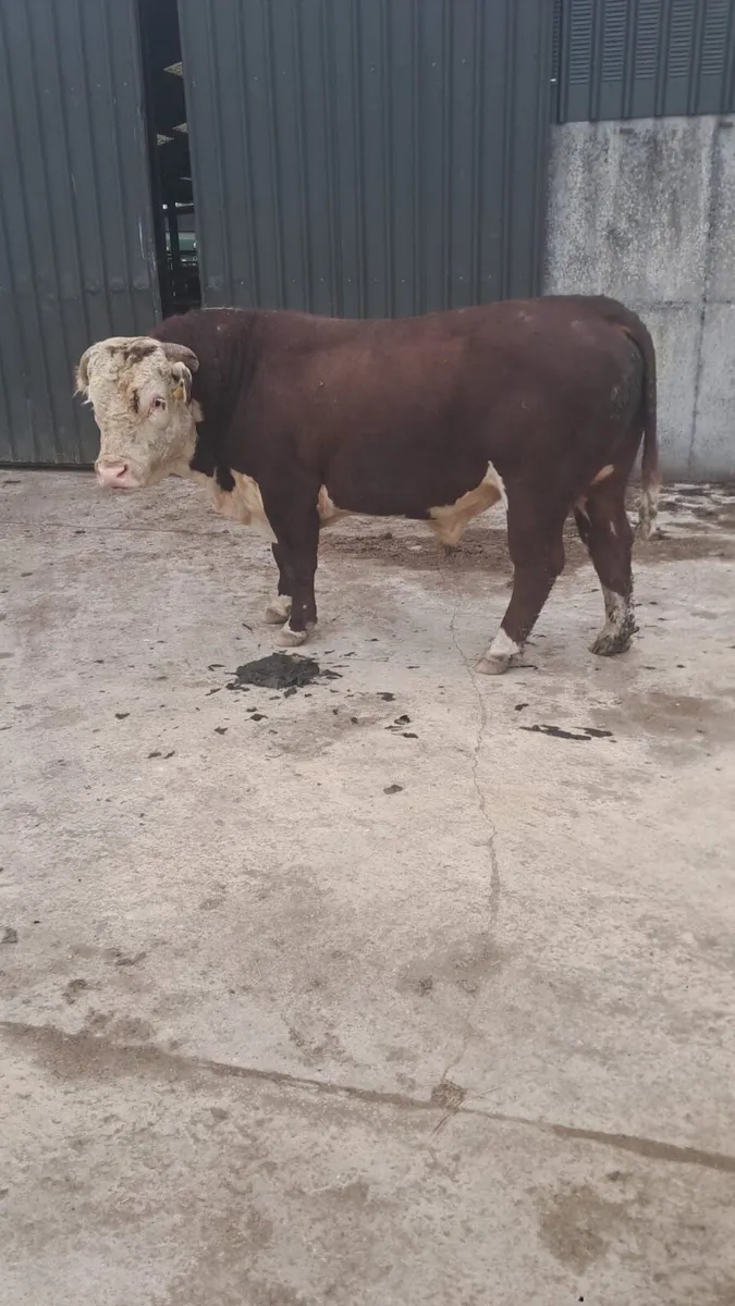Hereford bull - Image 1