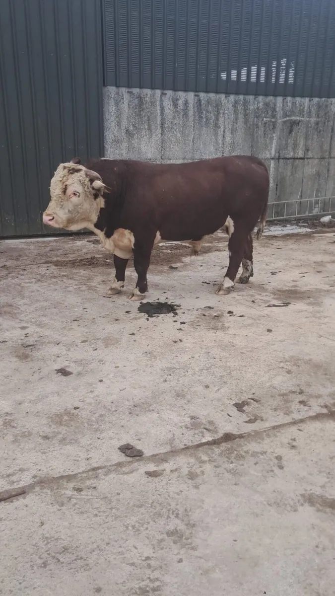 Hereford bull - Image 2