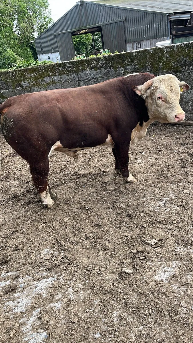 Hereford bull - Image 3