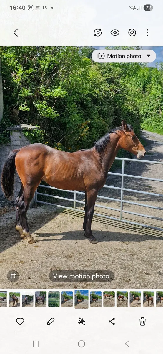1year old jorado colt - Image 2