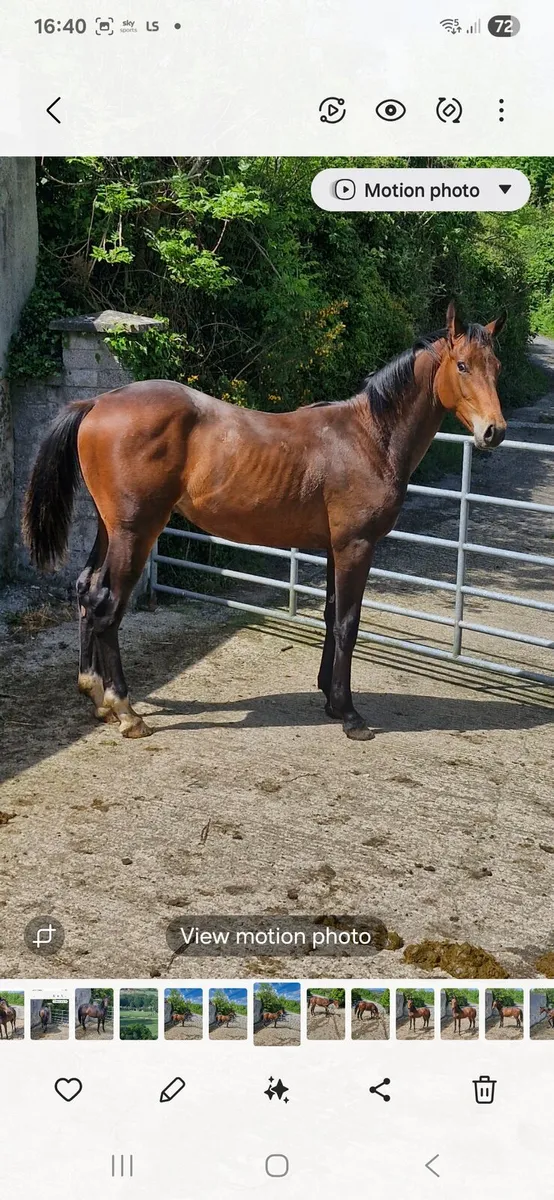 1year old jorado colt - Image 3