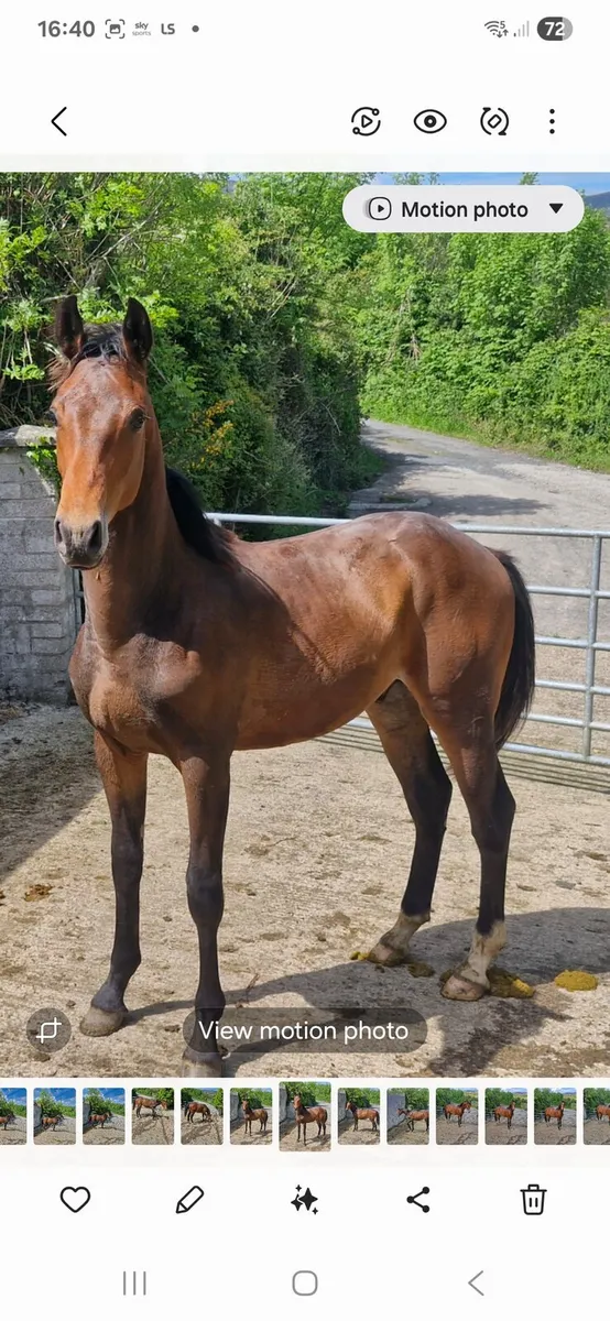 1year old jorado colt - Image 4