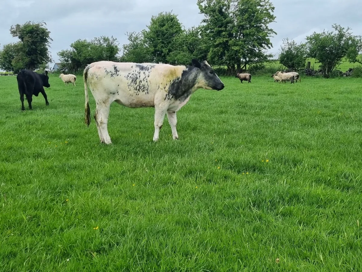 Belgian Blue Heifers - Image 3