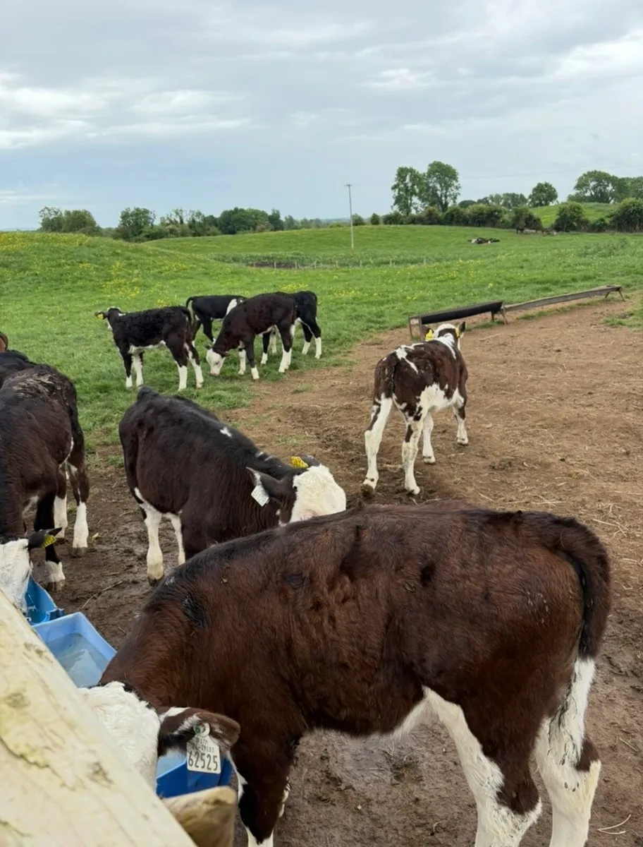 20 super 3 month old Hereford heifers🔥 - Image 2