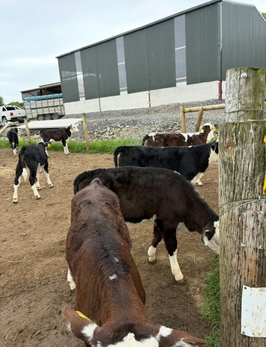 20 super 3 month old Hereford heifers🔥 - Image 1