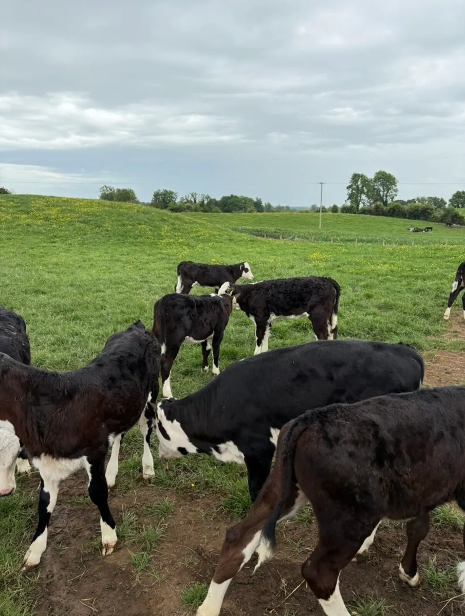 20 super 3 month old Hereford heifers🔥 - Image 4