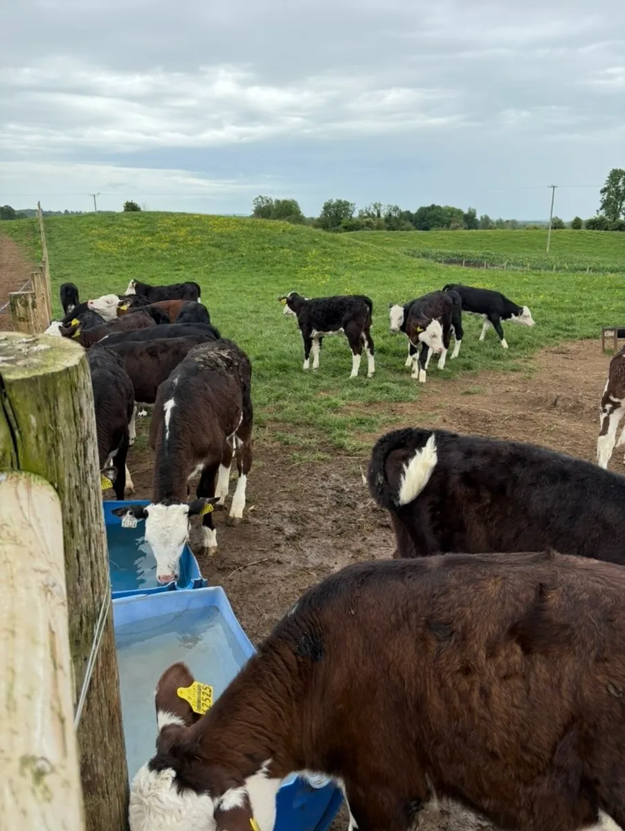 20 super 3 month old Hereford heifers🔥 - Image 3