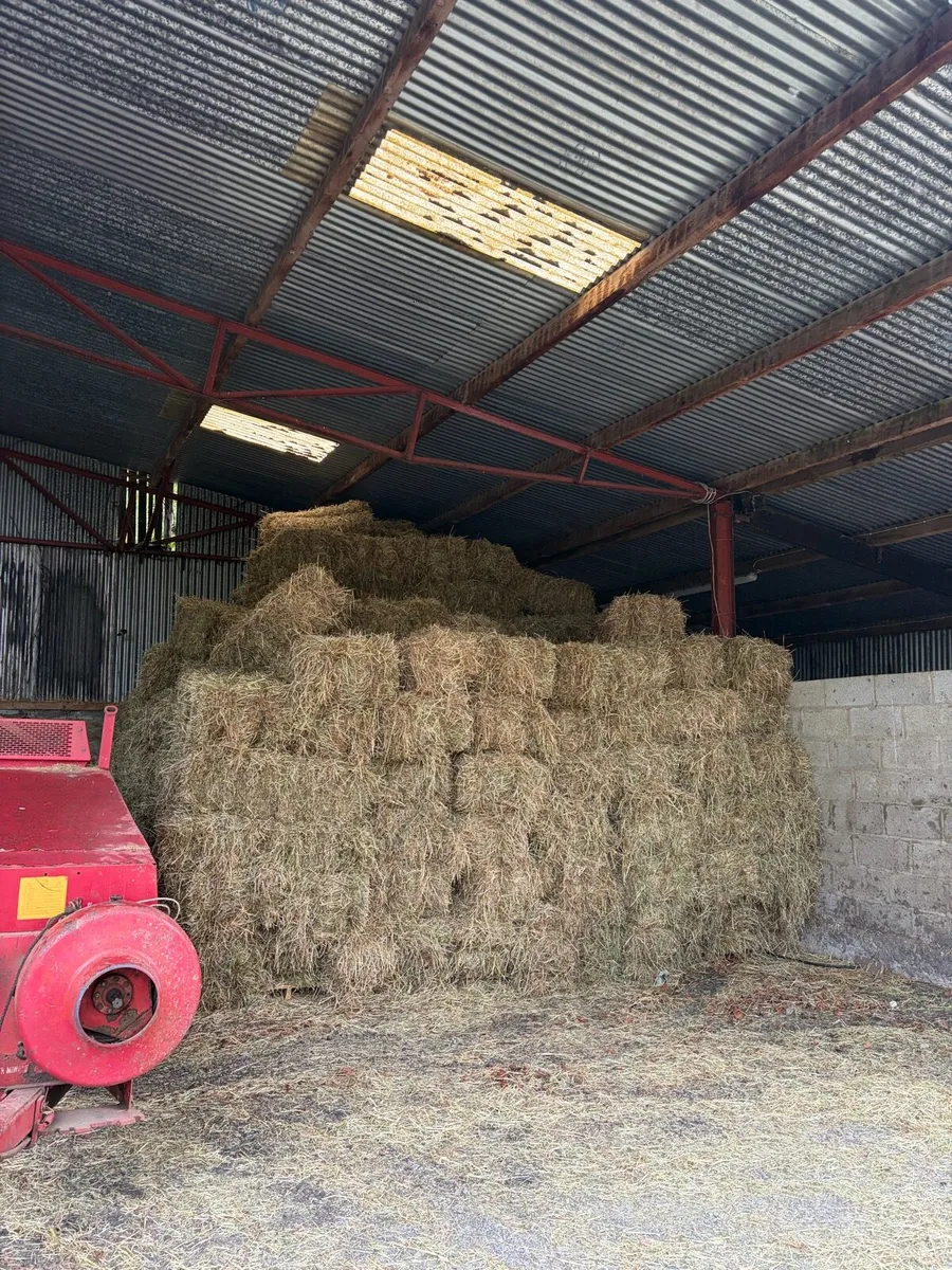 HORSE HAY - Image 1