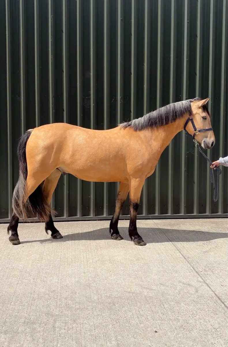 3YO Dun Connemara Gelding ⭐