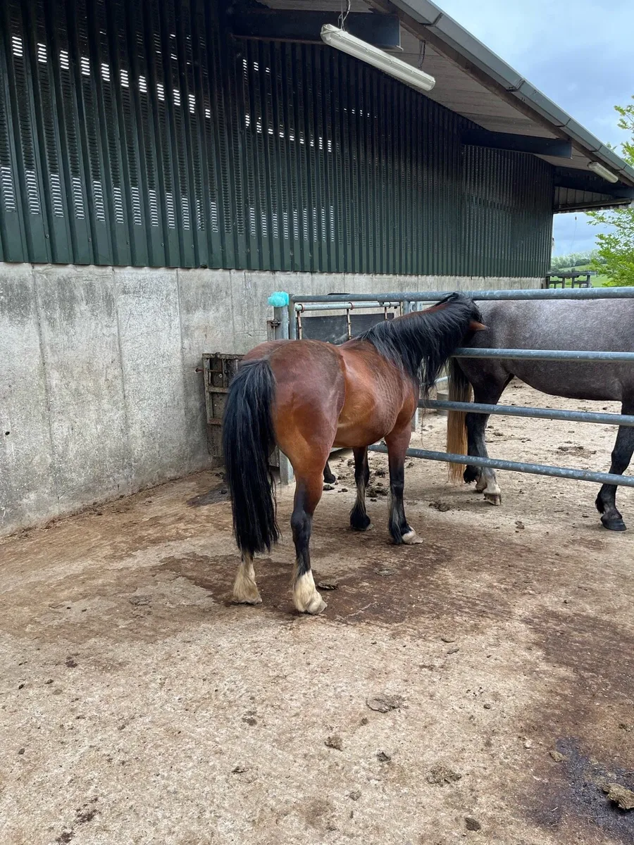 Pony  Teaser Stallion - Image 1