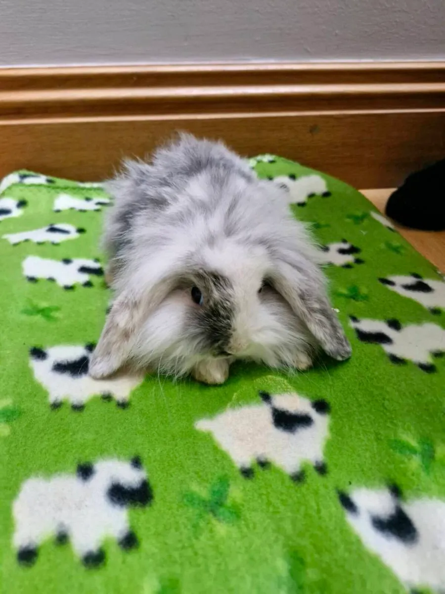 Purebred Lionhead Baby Rabbits - Image 2