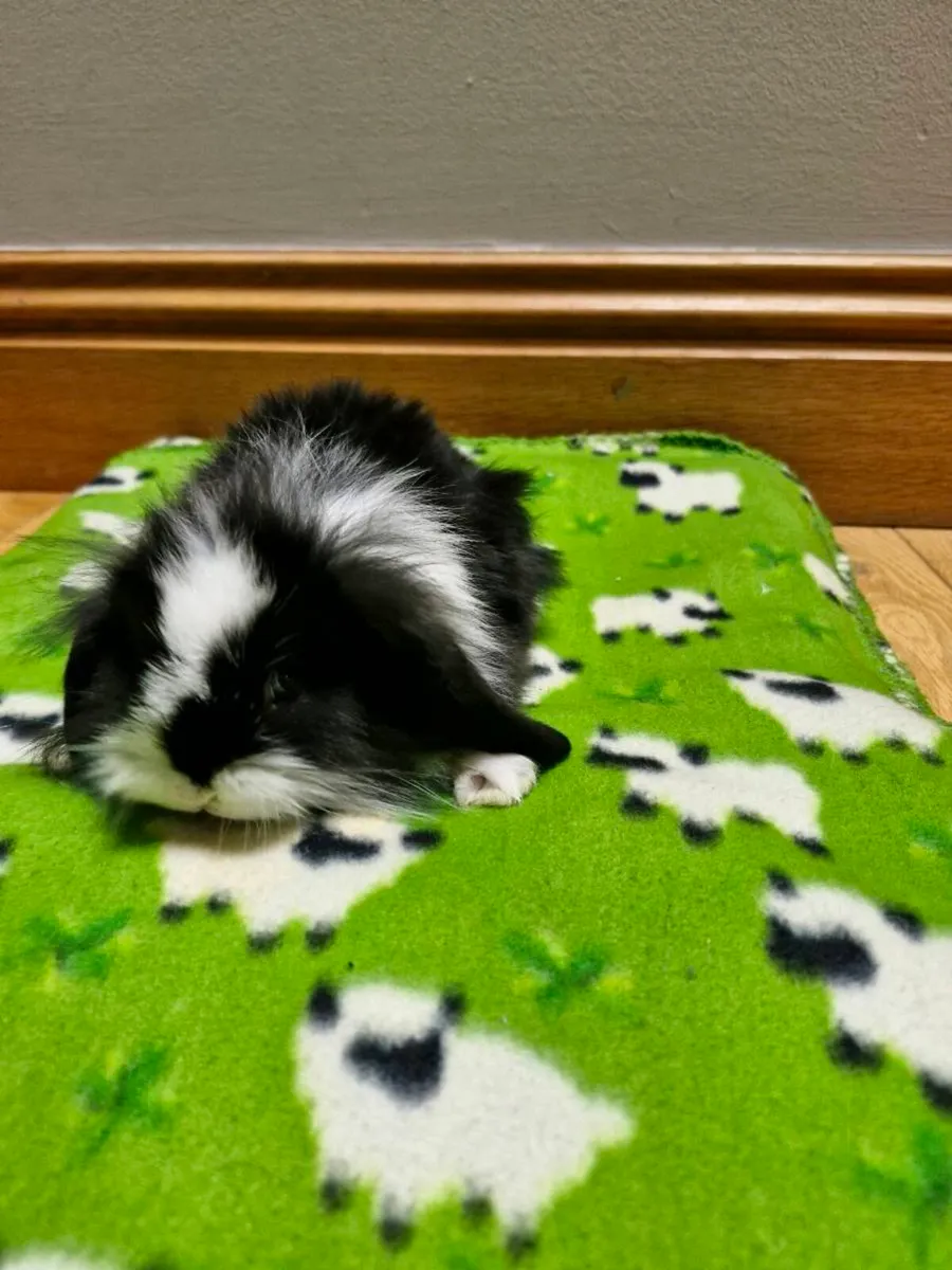 Purebred Lionhead Baby Rabbits - Image 3