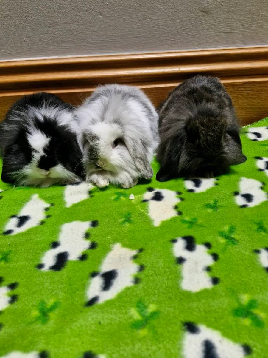 Purebred Lionhead Baby Rabbits - Image 4