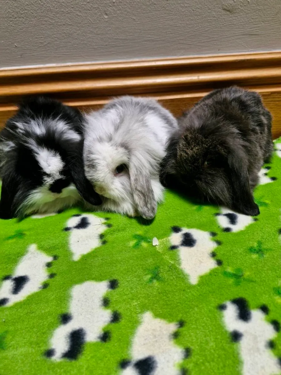 Purebred Lionhead Baby Rabbits - Image 1