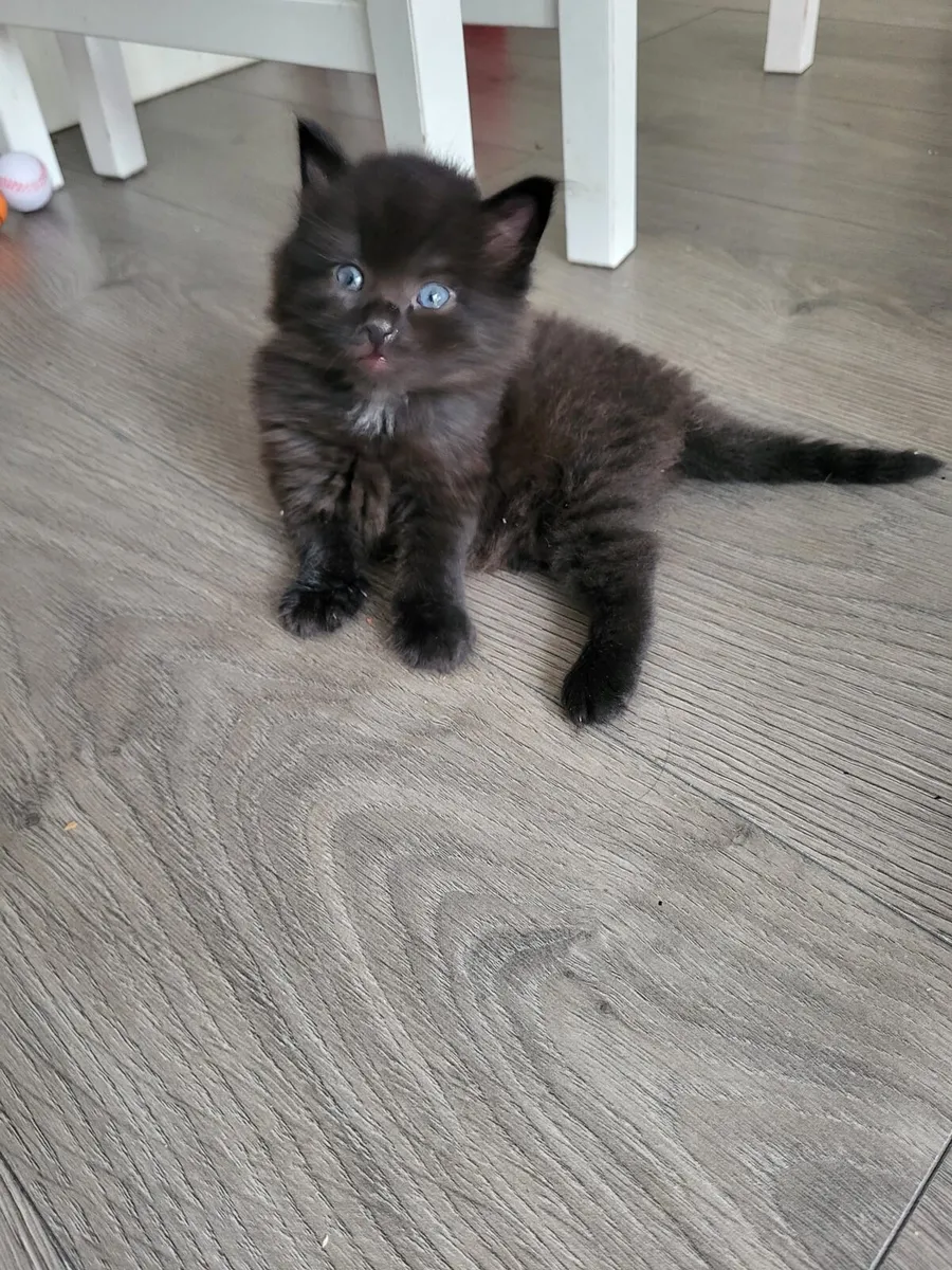 🐾Sweet kittens🐱🐱🐱 - Image 1