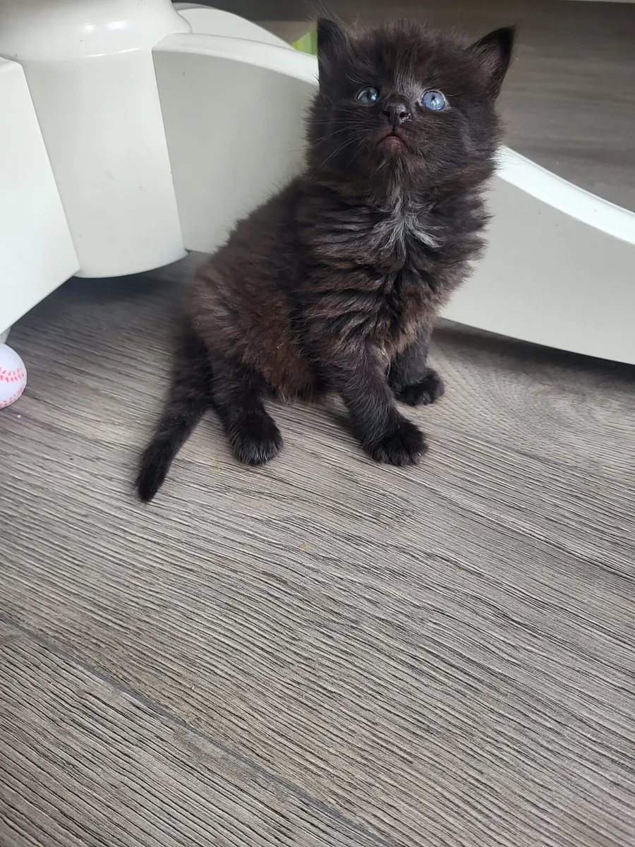 🐾Sweet kittens🐱🐱🐱 - Image 2