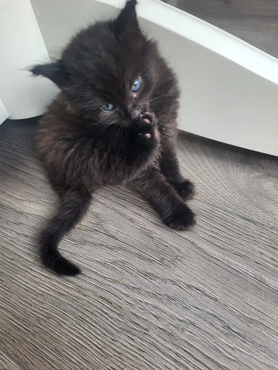 🐾Sweet kittens🐱🐱🐱 - Image 3