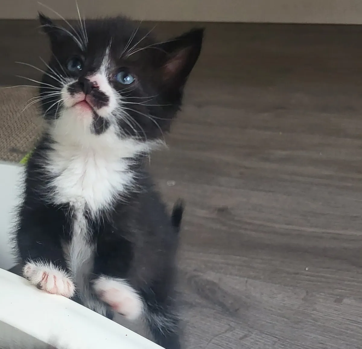 🐾Sweet kittens🐱🐱🐱 - Image 4