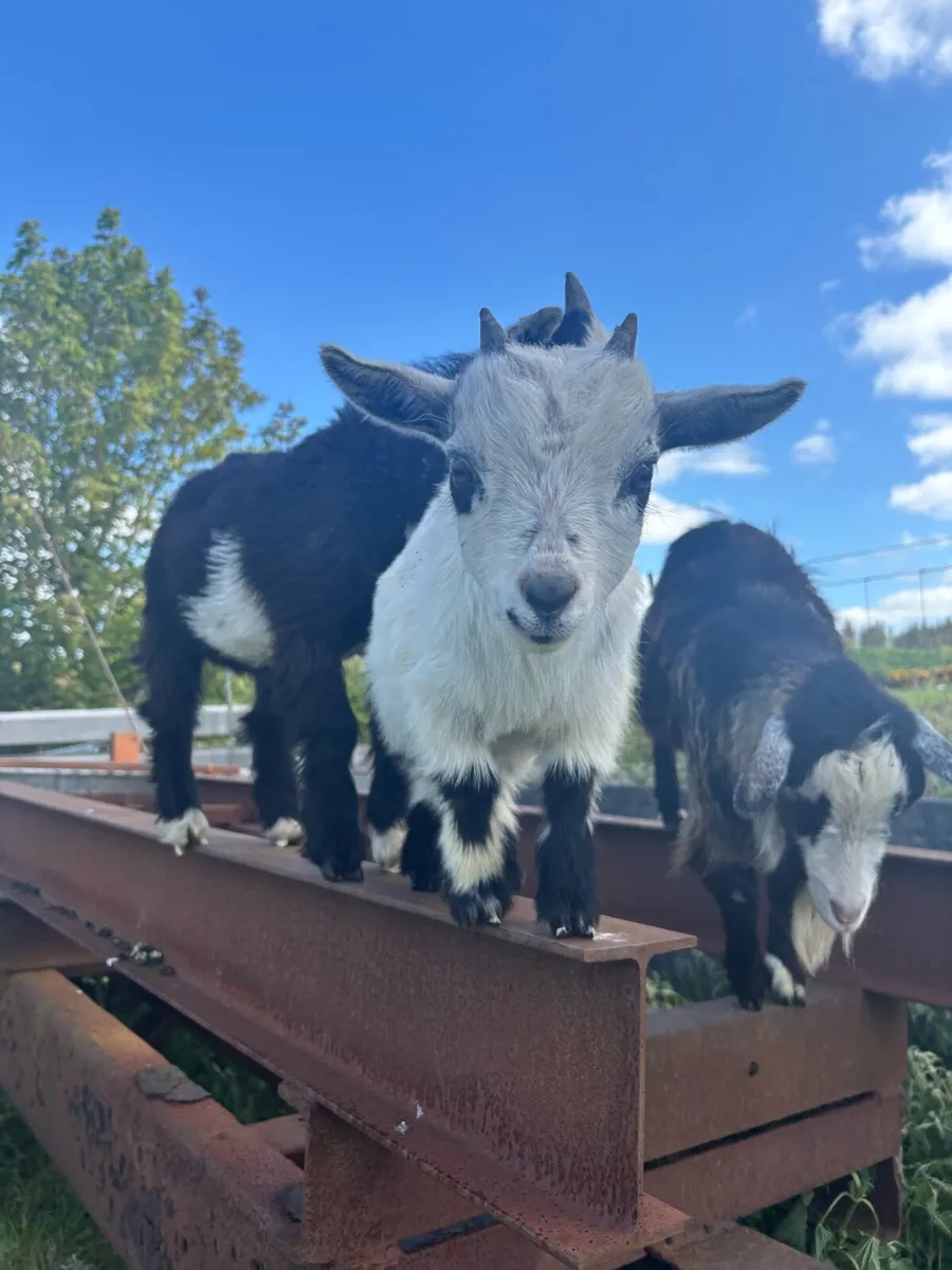 Pigmy goats - Image 4