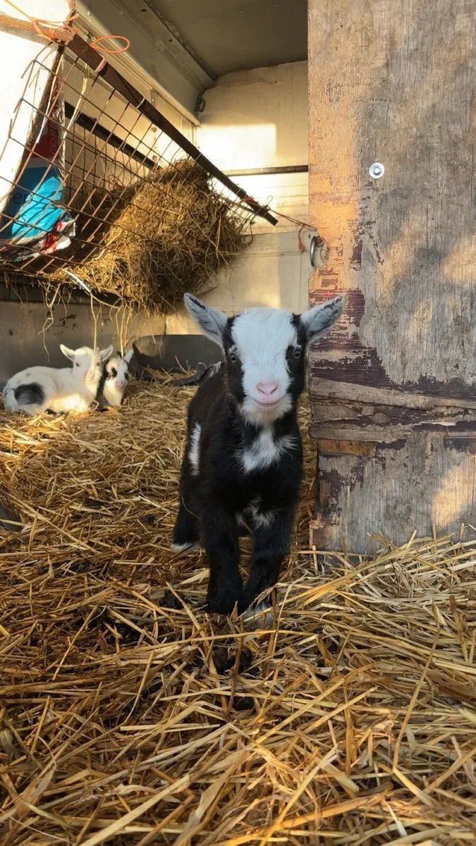 Pigmy goat - Image 3