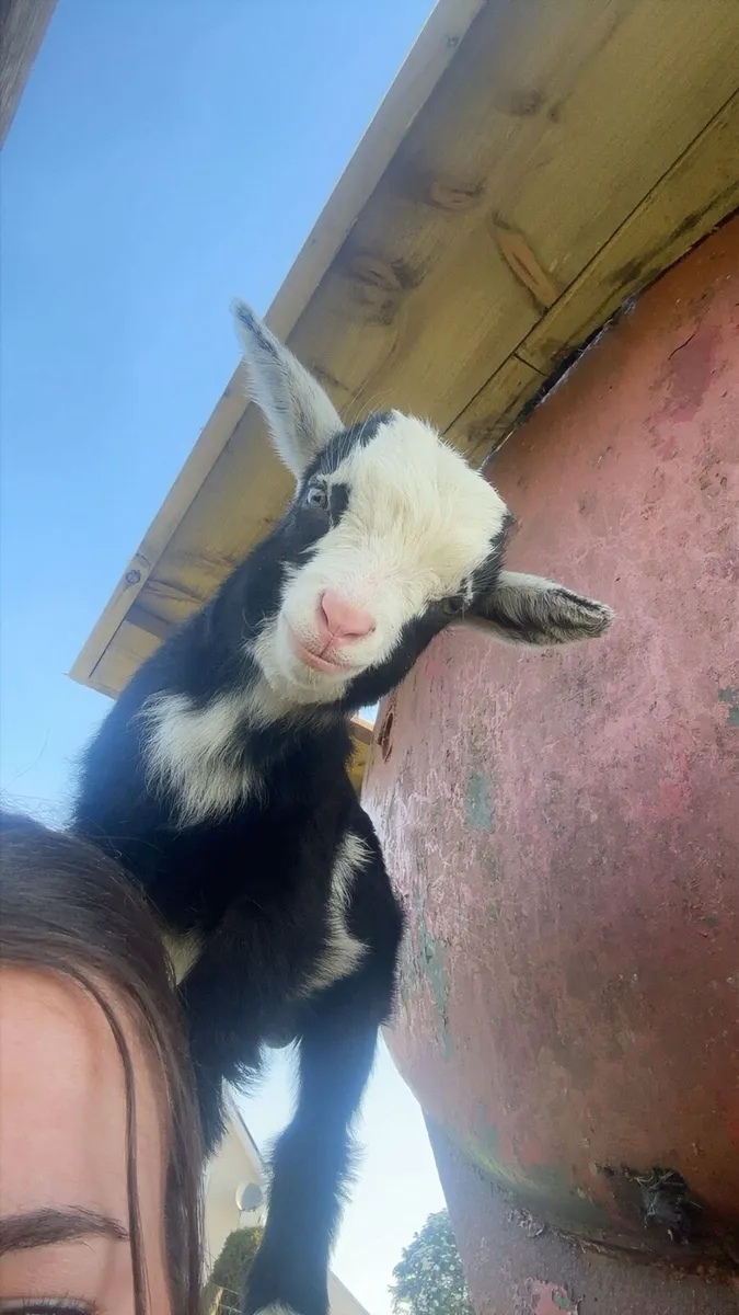Pigmy goat - Image 4
